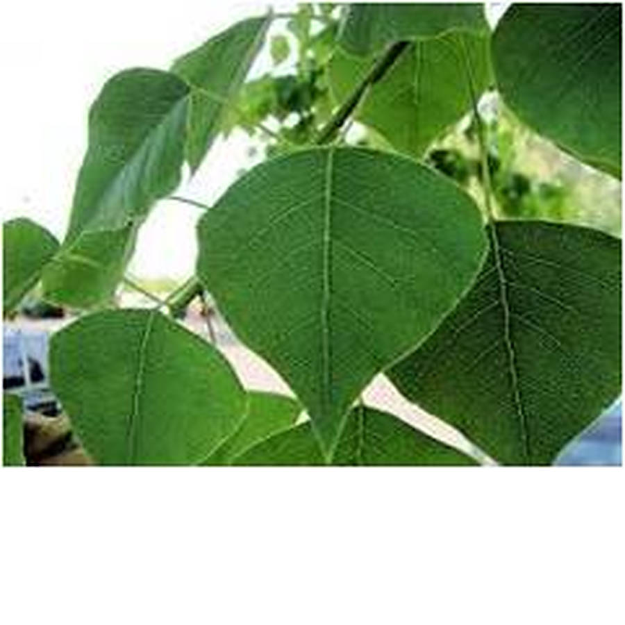 chinese-tallow-deciduous-trees-mature-perth-wa