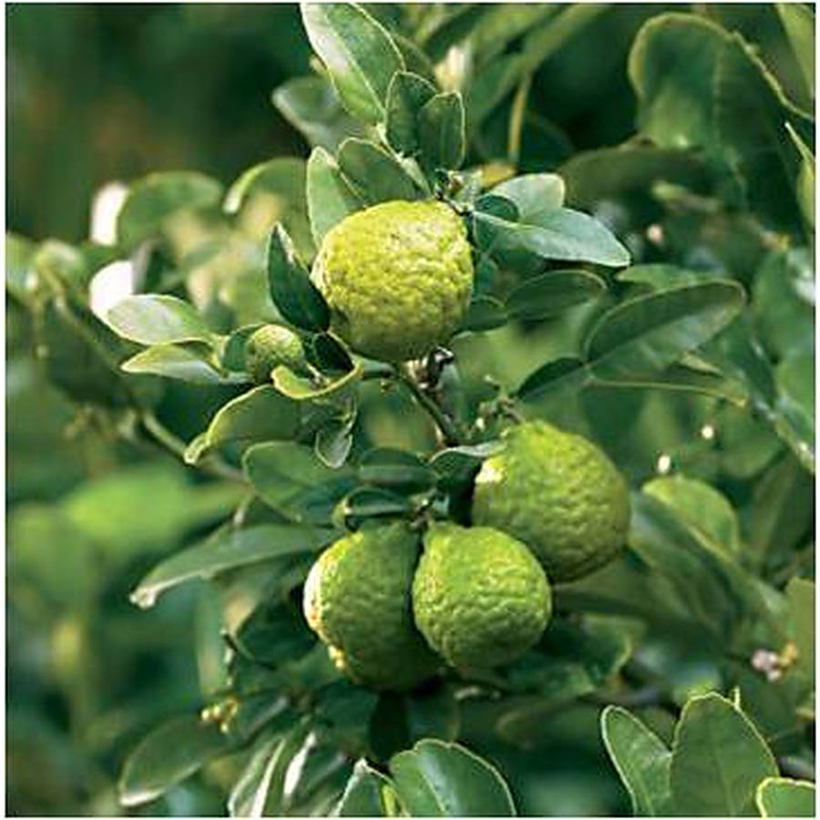 thumbnail image 2 of Preț: €3.50 - KAFFIR LIME Seeds (Citrus Hystrix 2 of 9