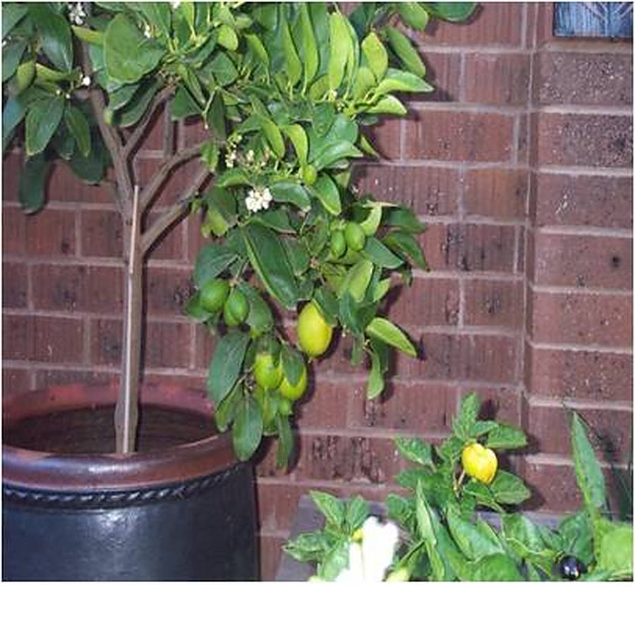 Mature Citrus Trees 43