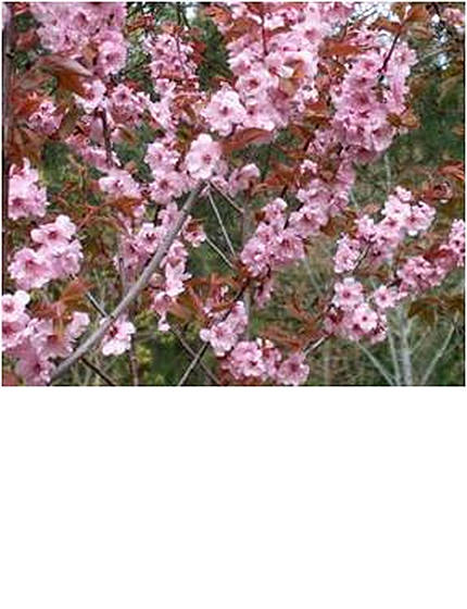 floweringplumblireana-1.jpg