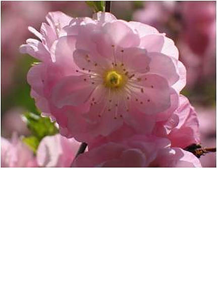 floweringplumblireana-3.jpg