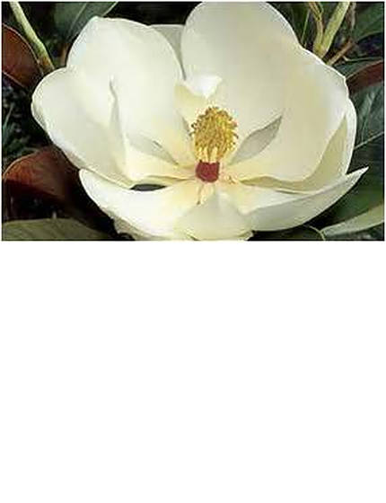 magnoliaexmouth-2.jpg
