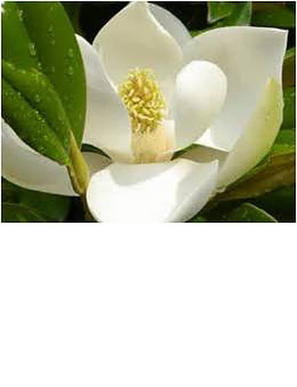 magnoliakayparris-3.jpg