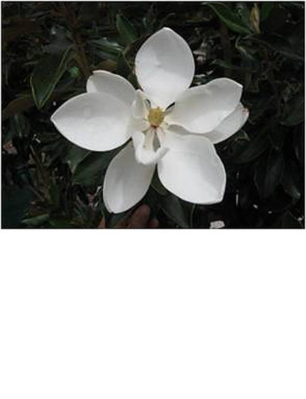 magnolialittlegem-2.jpg