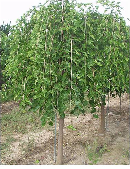 Weeping Mulberry Deciduous Trees Mature Perth Wa