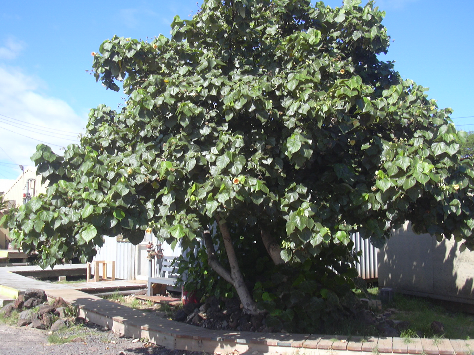 Red-Leafed Cottonwood Tree