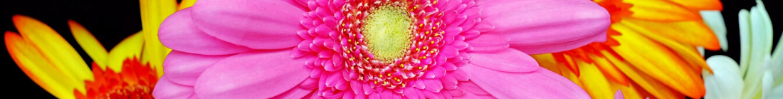 gerberas.png