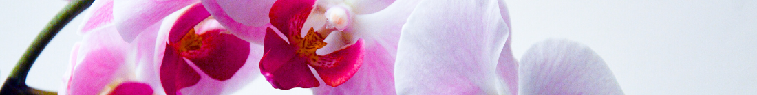 orchids.png