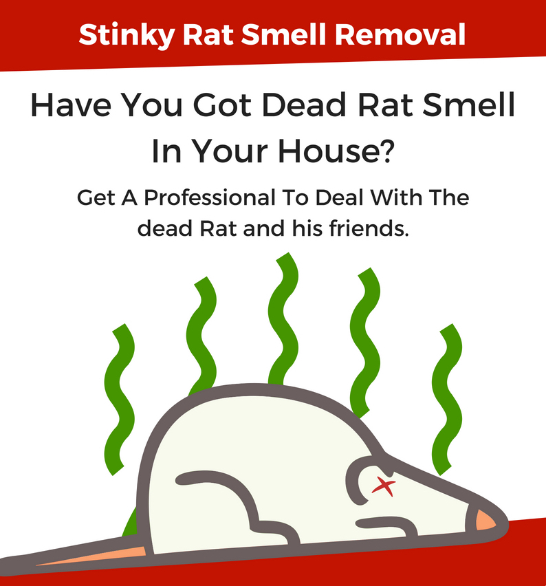 Stinky Dead Rat Removal Stinky Rodents Removed across Perth