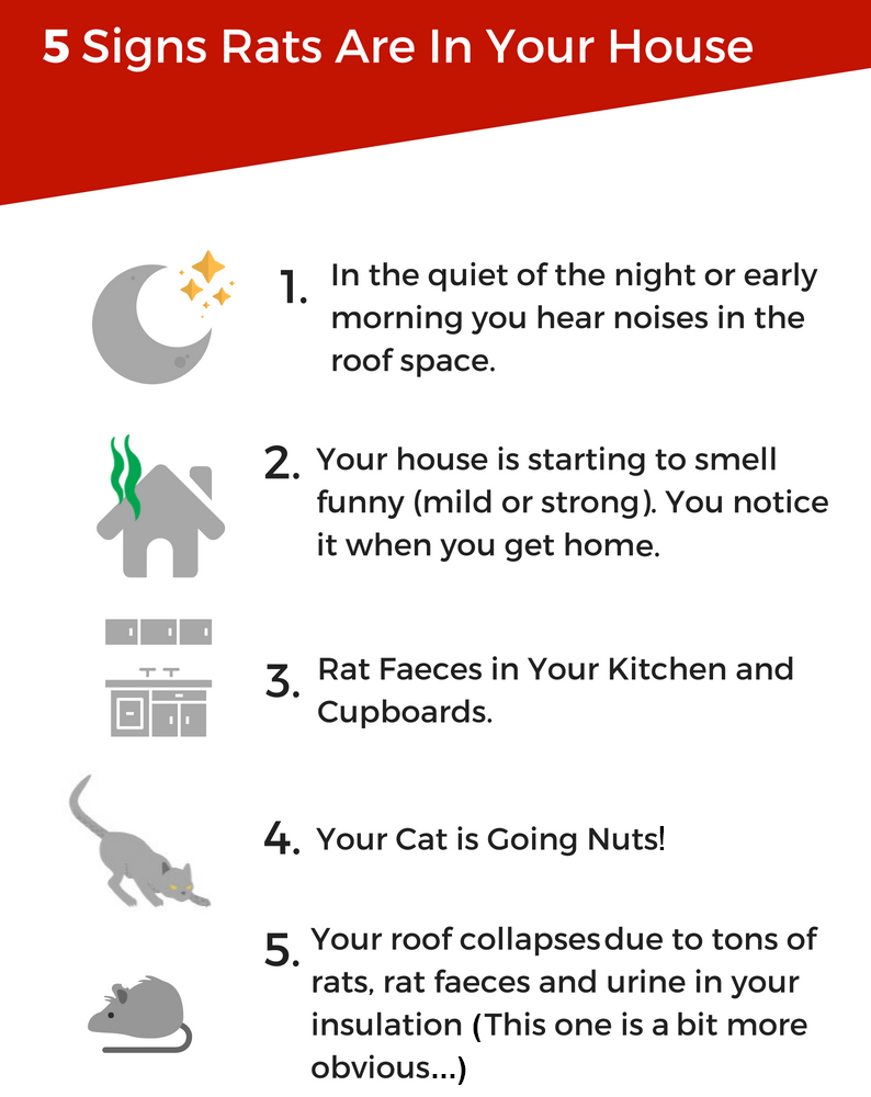 5 Signs Rats are in Your Brigadoon Roof