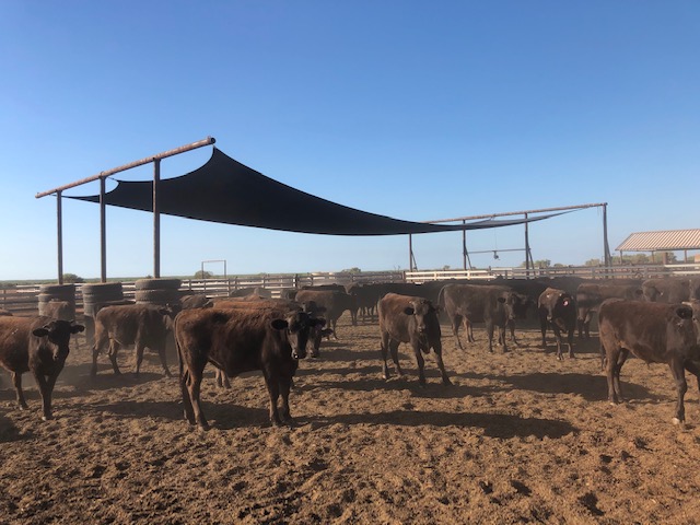 Sail_City_Shade_Sails_for_Pardoo_Cattle_Station_1.jpg